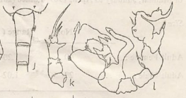 tollingerae
