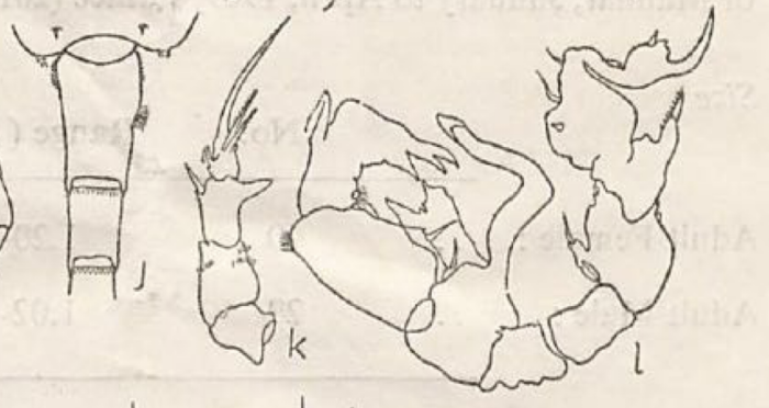 tollingerae