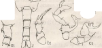 malayalus 