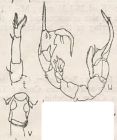 serricaudatus