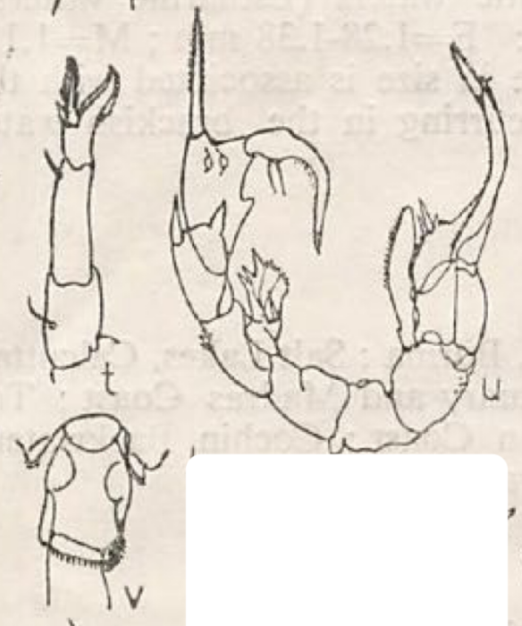 serricaudatus