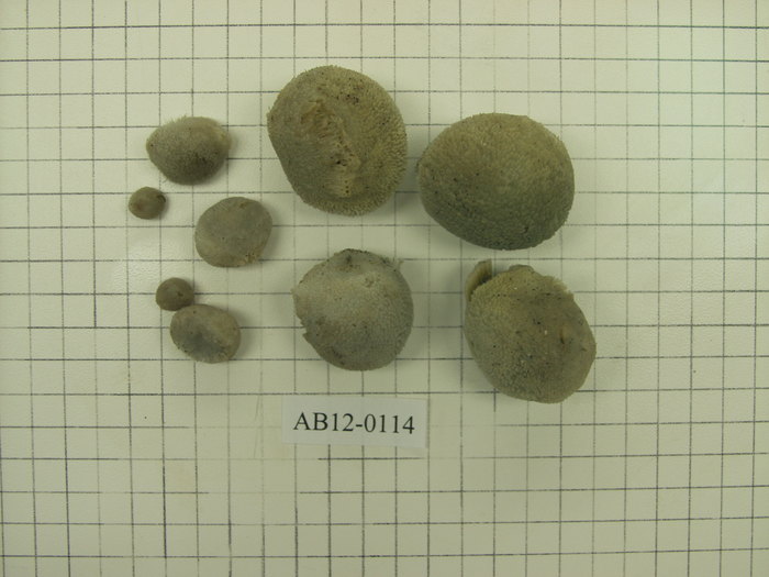 Lot of samples including holotype