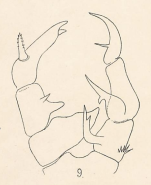 annandalei P5