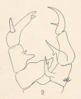 annandalei P5