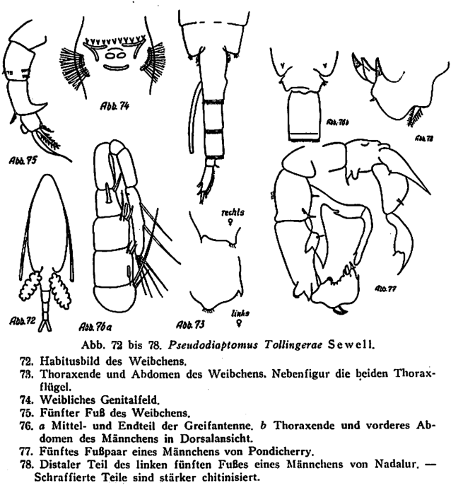tollingerae from Bhrem '53