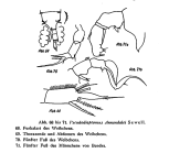 annandalei from Bhrem '53