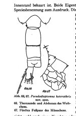 heterothrix