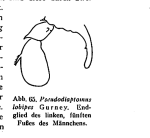 lobipes from Brehm '53