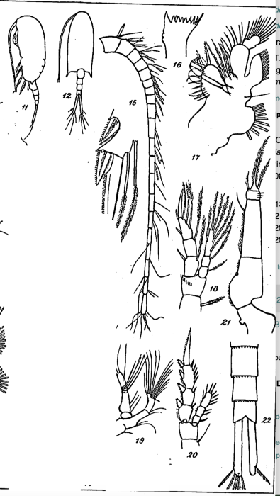 Pseudodiaptomus aurivillii