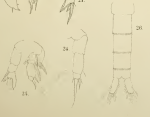aurivilli T&S1903