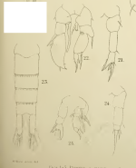 salinus T&S 1903