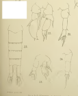 salinus T&S 1903