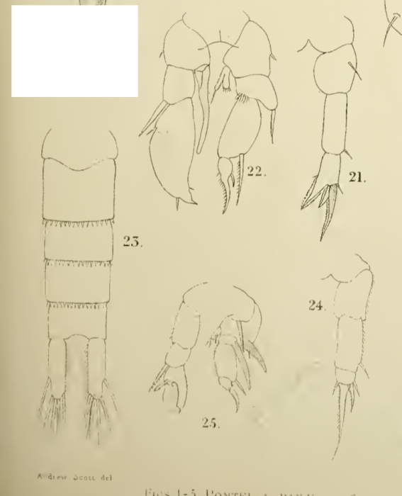 salinus T&amp;S 1903