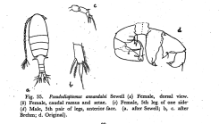 annandalei Kasturirangan 1963
