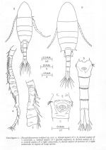 colefaxi habitus