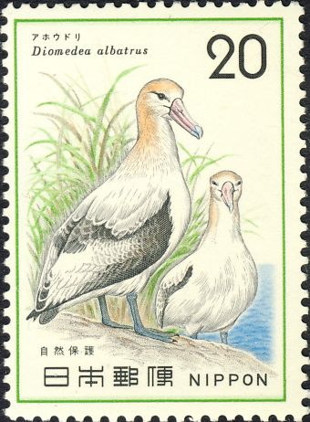 Diomedea albatrus Diomedea albatrus
