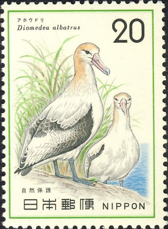 Diomedea albatrus