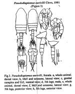 aurivilli Mulyadi 2002
