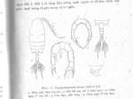 incisus Dac & Thai, 1980