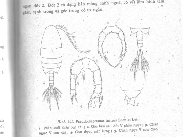 incisus Dac &amp; Thai, 1980