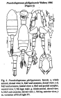 philippinesis Mulyadi 2002