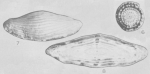 Wedekindella coloradoensis Roth & Skinner, 1930