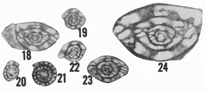 Plectofusulina portalensis Ross &amp; Sabins, 1965