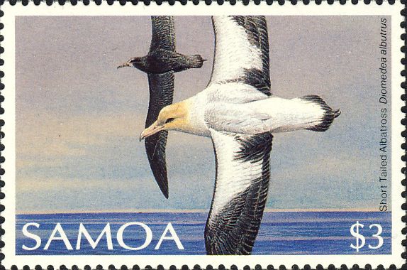 Diomedea albatrus