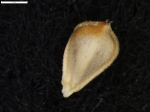 Carex andina