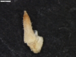 Carex andina