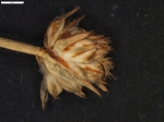 Carex andina