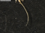 Carex aphylla