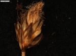 Carex aphylla