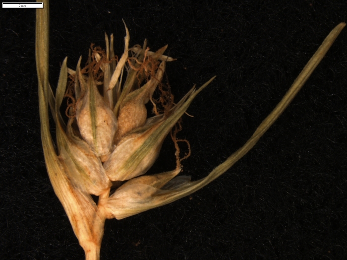 Carex argentina