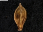 Carex austroamericana