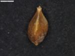 Carex austroamericana