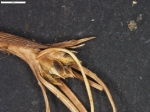 Carex austroamericana