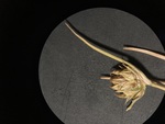 Carex boelckeiana