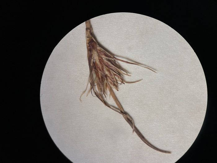 Carex caduca