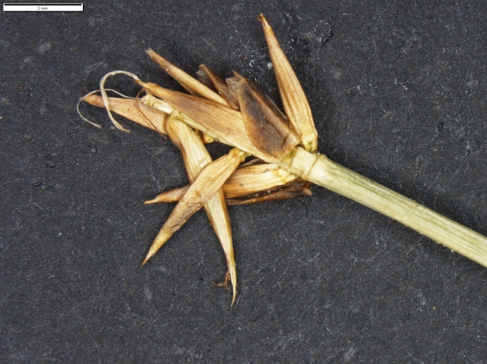 Carex camptoglochin