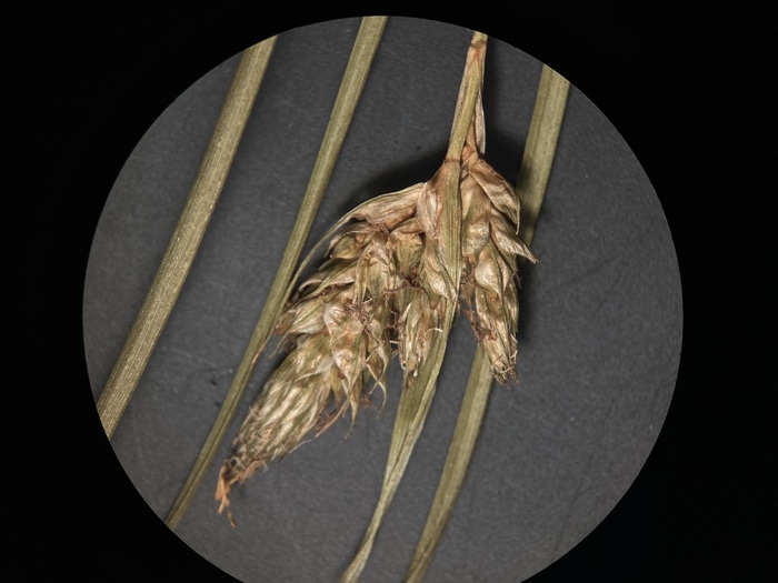 Carex chlorolepis