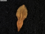 Carex gibertii