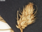 Carex gibertii