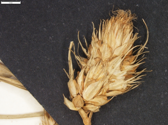 Carex gibertii