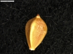 Carex manuelbarrosii