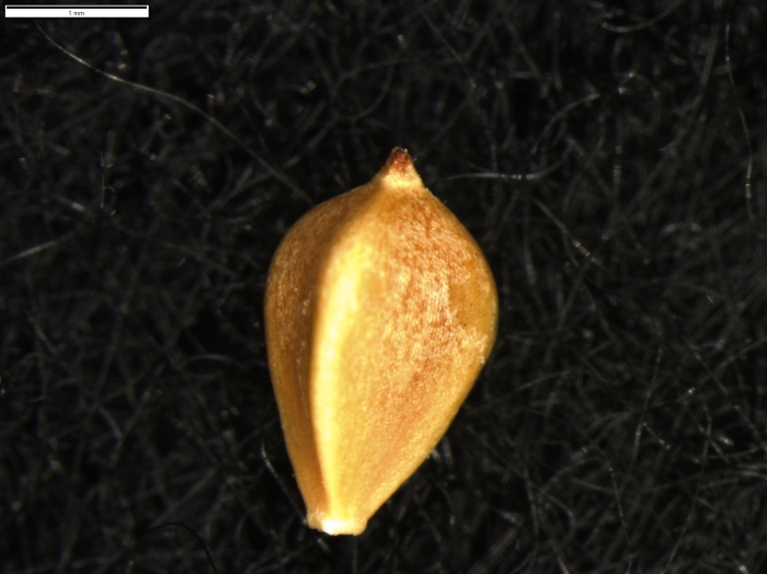 Carex manuelbarrosii