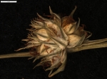Carex manuelbarrosii