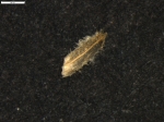 Carex manuelbarrosii