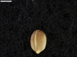 Carex melliza