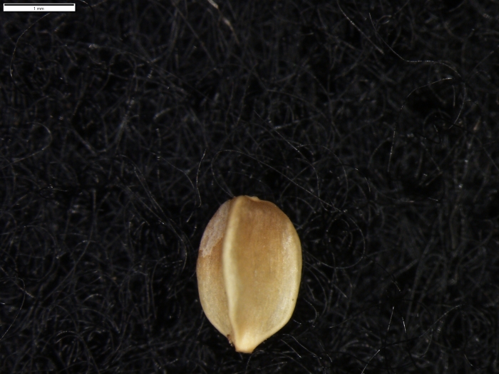 Carex melliza